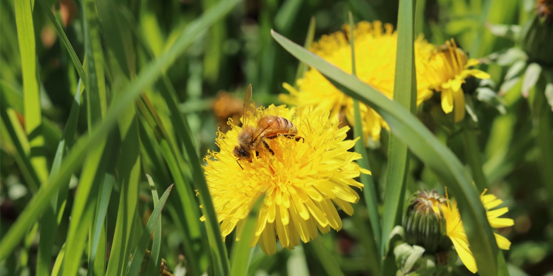 Backed By Bees - Canthesis!