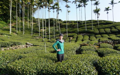 Discovering tea culture in Taiwan