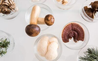 The Science Behind the Anti-Inflammatory and Immune-Boosting Effects of Mushrooms
