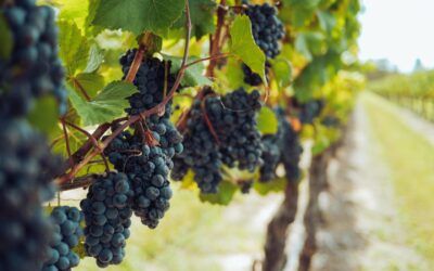 King’s Court Estate Winery – A Legendary History