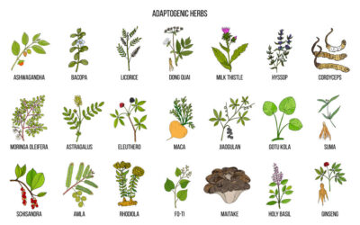 Adaptogenic 101: What You Need to Know About These Powerful Herbs