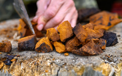 Discover the Energizing Benefits of Chaga Mushrooms