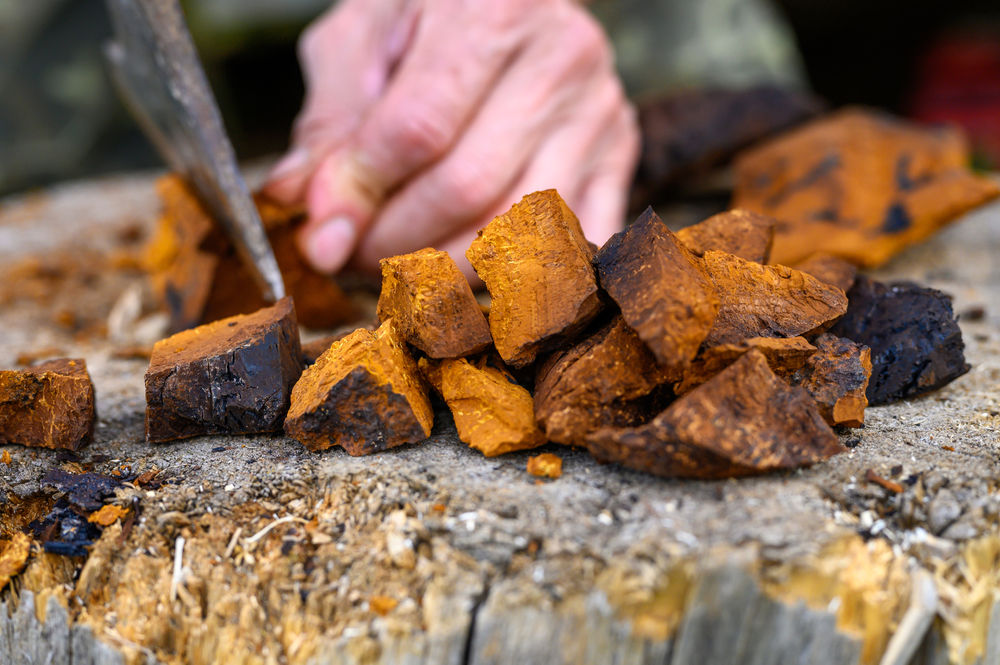 Discover the Energizing Benefits of Chaga Mushrooms