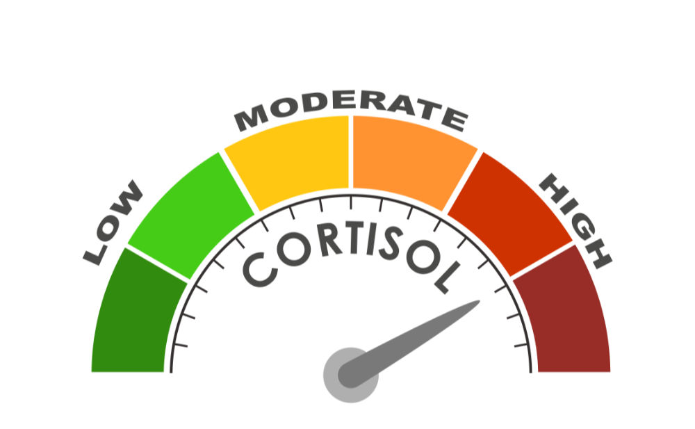 The Importance of Cortisol and How to Regulate it
