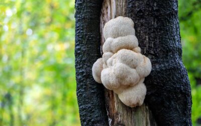 health-promoting effects of lion’s mane mushroom