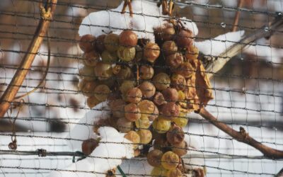 Six Pairings for Vidal Icewine