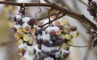 Six Pairings for Vidal Icewine