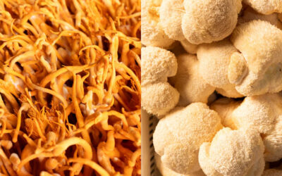 Cordyceps vs Lion’s Mane: Two Functional Mushrooms, Two Unique Journeys
