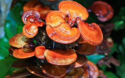 Reishi – The Ancient Superfood for Modern Wellness