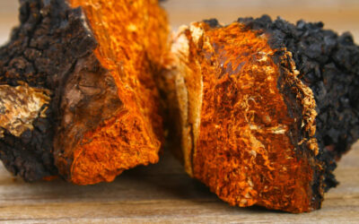 Chaga – The Super Mushroom Behind Our Signature Drink