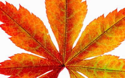 Canjoy and give thanks this fall