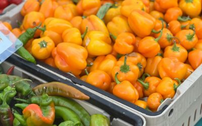 How Do You Measure the Heat of a Pepper?